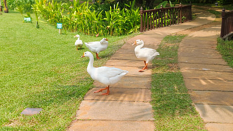 Geese on the lawns at Niraamaya Retreats, Kumarakom