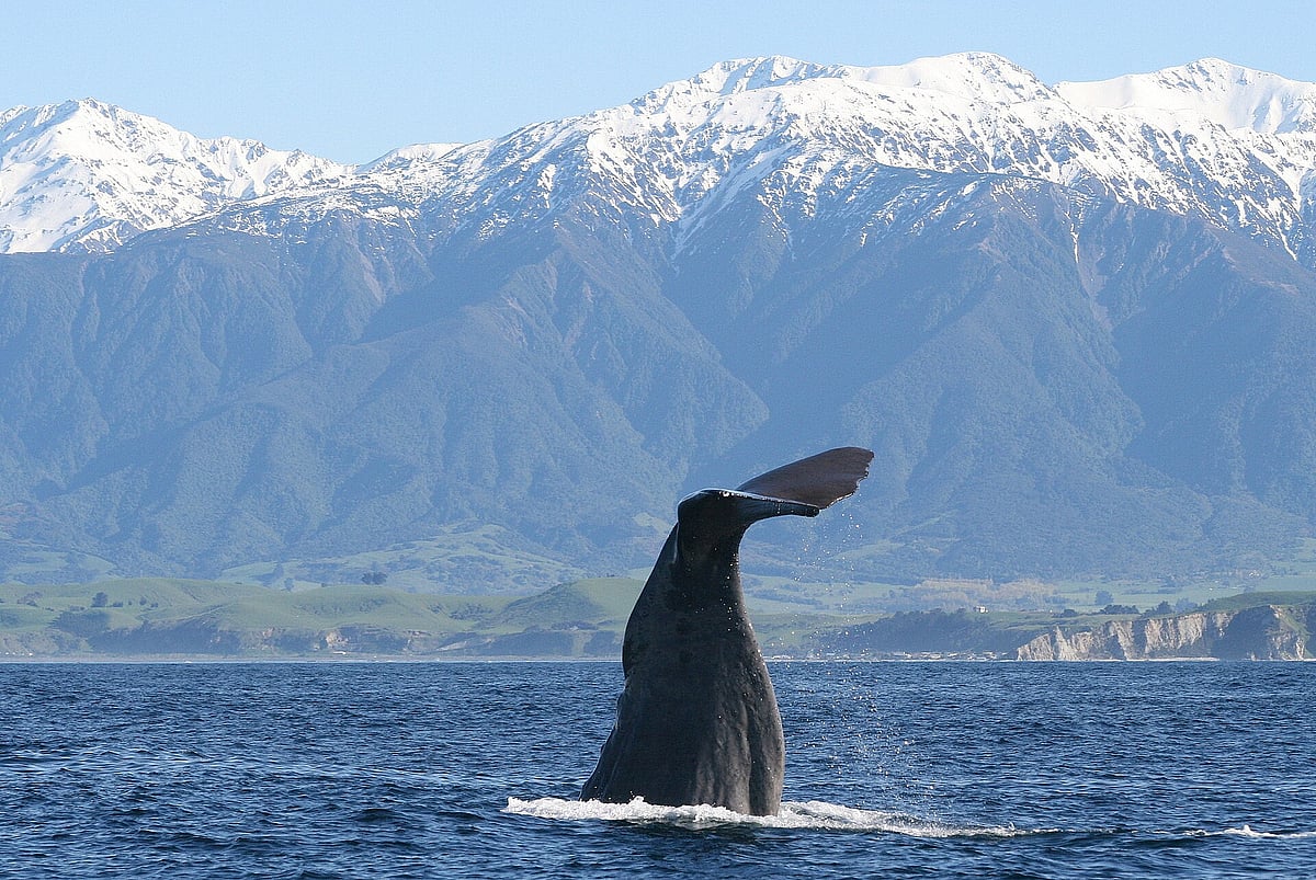 The waters off Kaikōura are one of the few places on Earth where sperm whales can be seen year-round