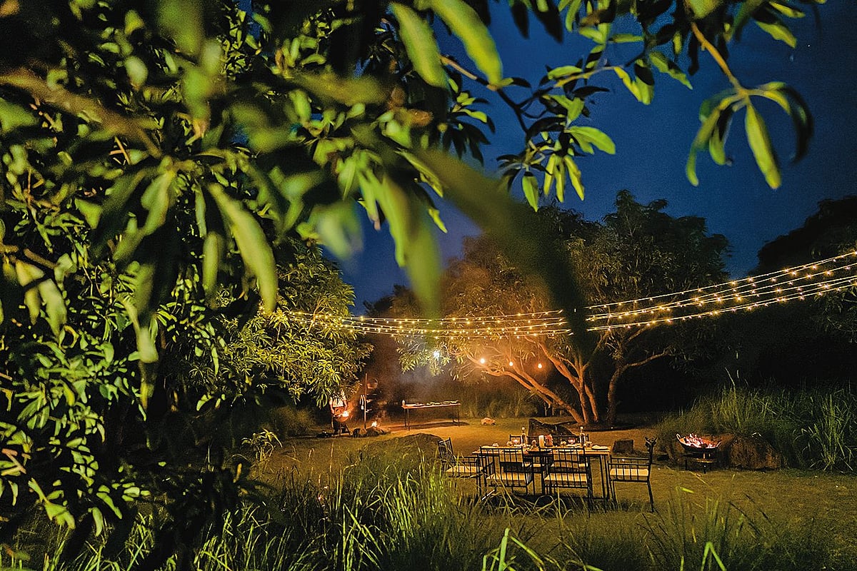 Forest dining under the stars