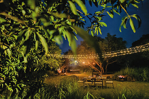 Forest dining under the stars