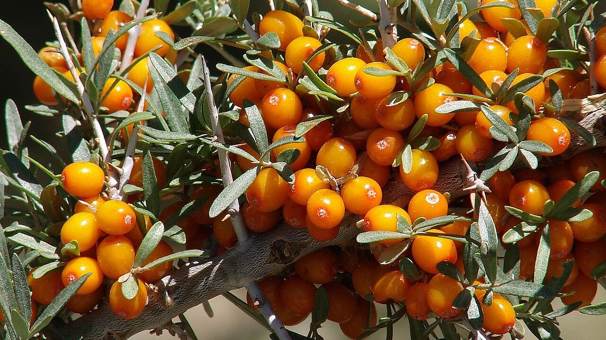 Thriving in Ladakhs harsh Himalayan terrain, sea buckthorn is valued for its nutrient-rich berries and deep connection to the regions ecology and livelihoods.
