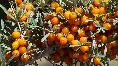 Thriving in Ladakh's harsh Himalayan terrain, sea buckthorn is valued for its nutrient-rich berries and deep connection to the region's ecology and livelihoods.