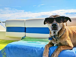Unsplash : Dog on vacation
