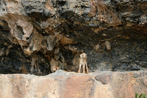 Kanheri Caves