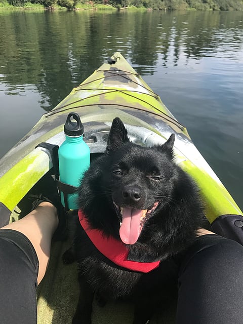 Dog in a kayak