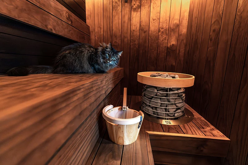 Cat in a sauna