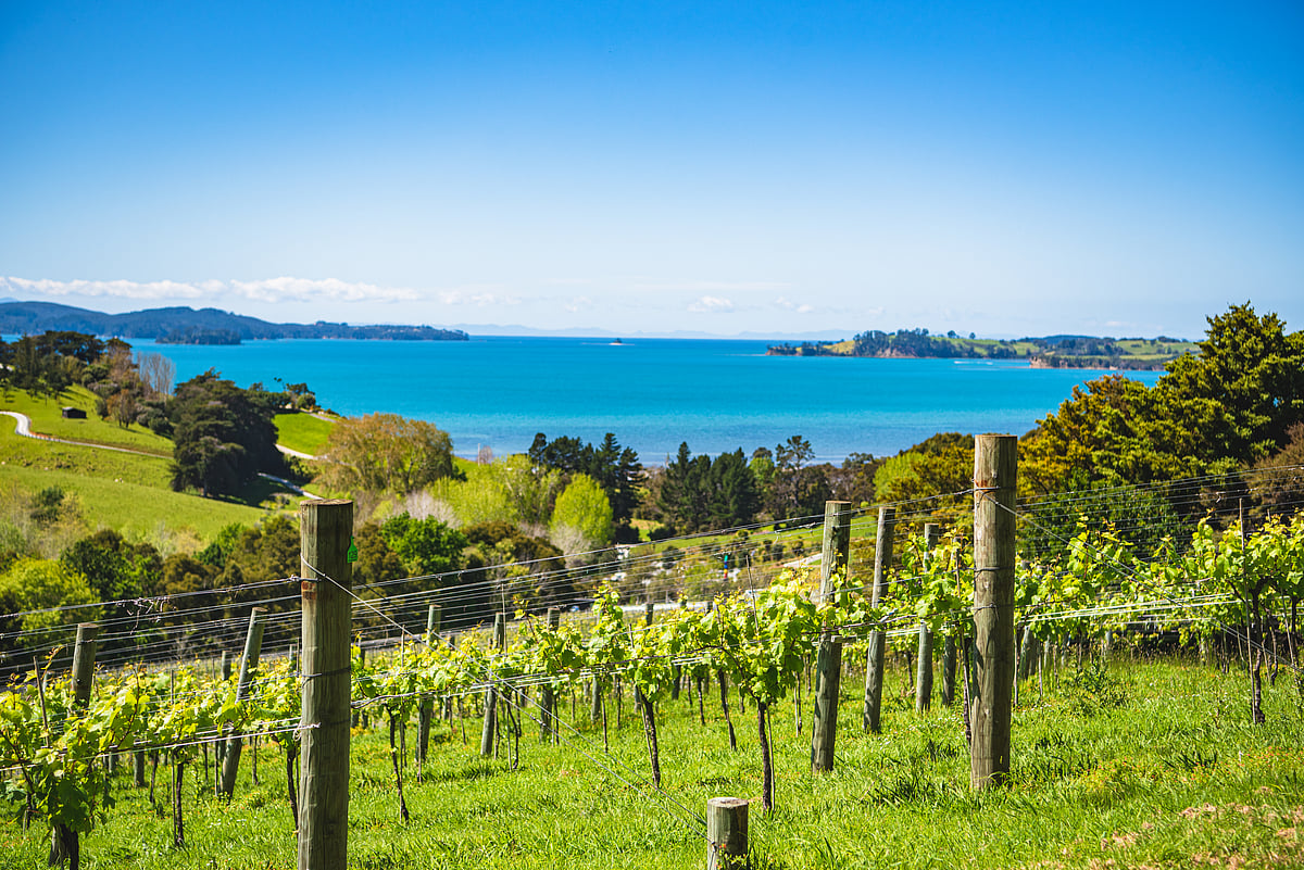 One of the country’s pioneering wineries, Brick Bay was among the first vineyards to plant Pinot Gris in New Zealand 