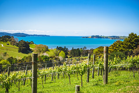 One of the country’s pioneering wineries, Brick Bay was among the first vineyards to plant Pinot Gris in New Zealand 