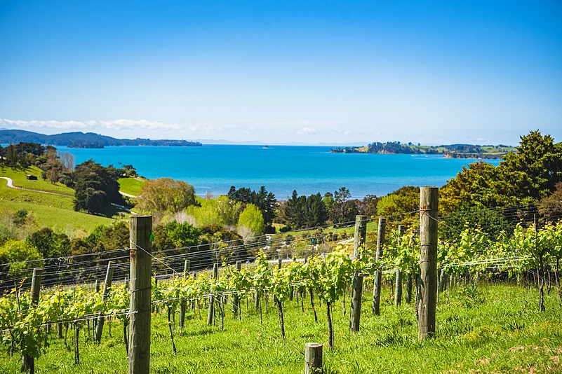 One of the country’s pioneering wineries, Brick Bay was among the first vineyards to plant Pinot Gris in New Zealand