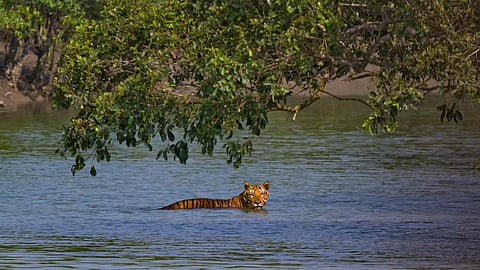 The Sundarbans in West Bengal, where the legend of Bonbibi continues to guide forest communities, reflecting a shared tradition of respect for nature and coexistence with wildlife.
