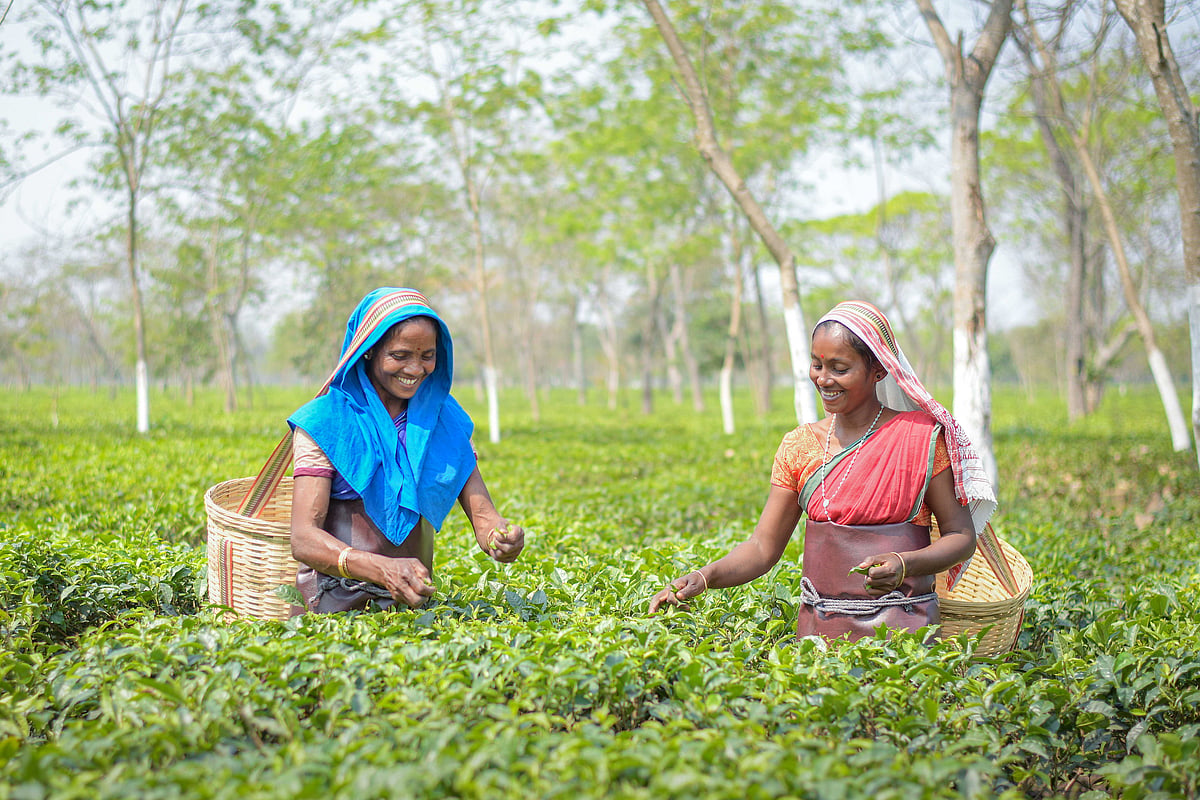 Workers at a tea plantation 