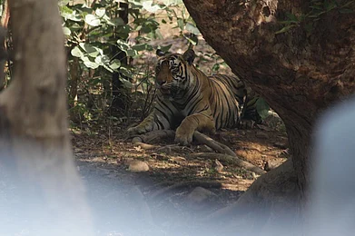 International Tiger Week 2026, was organised by Live4Freedom at Ranthambore from June 26-28