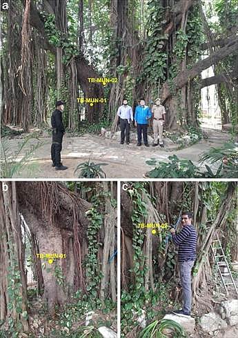 Heritage Banyan tree at ITC campus, Munger, Bihar, India. 
(a) Central composite trunk; the yellow mark denotes the sampled secondary trunk and branch.
(b) Secondary trunk sampled as TB- MUN-01. 
(c) Oldest apparent branch sampled as TB-MUN-02.