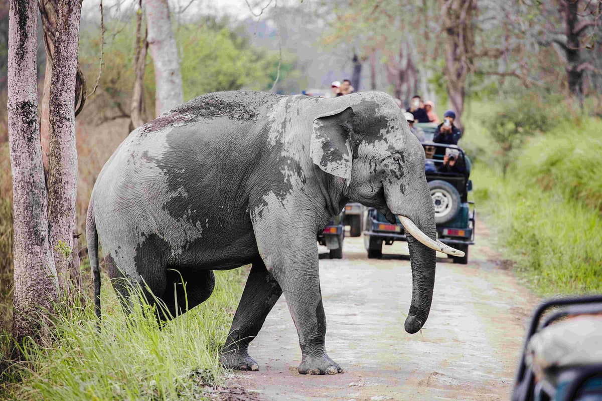 Shutterstock : An Indian elephant roams the grasslands of Kaziranga National Park, Assam (Representational Image)