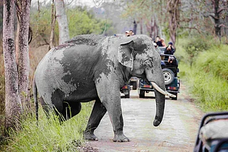 Shutterstock : An Indian elephant roams the grasslands of Kaziranga National Park, Assam (Representational Image)