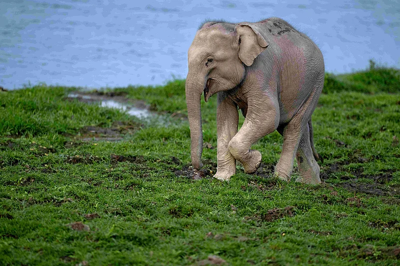 An elephant photographed in Kaziranga National Park, Assam