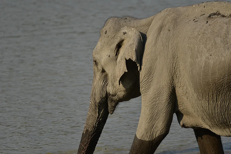 An elephant in the wild landscapes of Kaziranga National Park