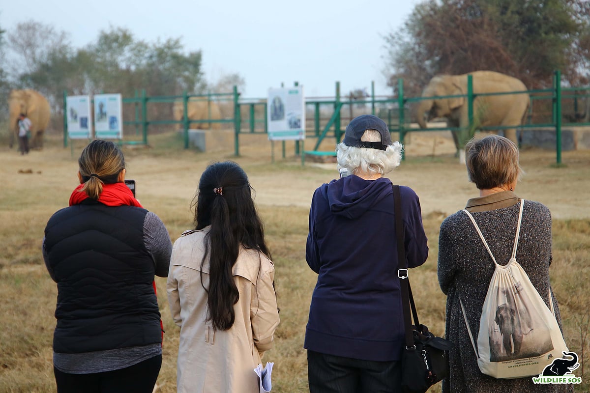 A view of the elephant enclosures at ECCC (Elephant Conservation & Care Centre