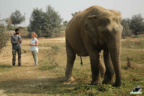 Volunteers observing evening walks of Elephants at ECCC