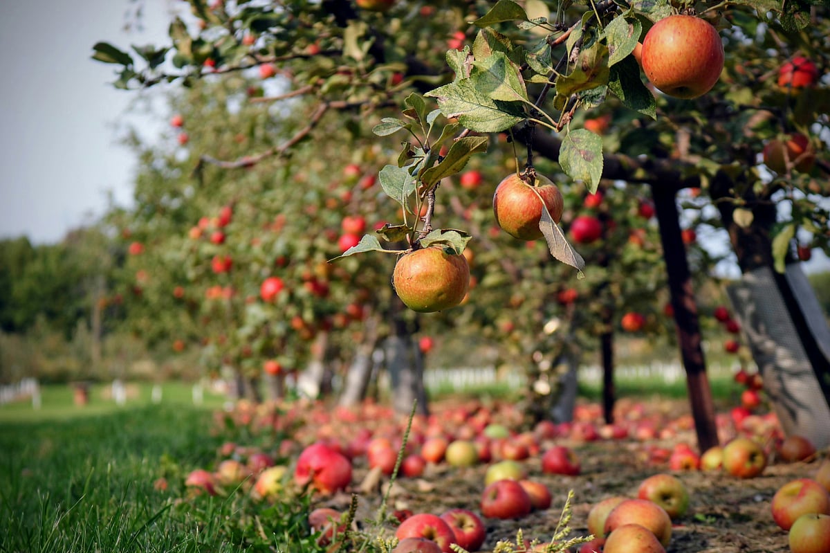 Apple orchards, walking trails and mountain views make Mashobra worth exploring