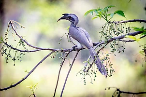 Wikimedia Commons : An Indian Grey Hornbill