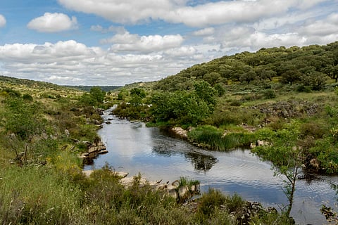 Riverside woodland within Spain's Natura 2000 network at Almonte Natural Park, Extremadura