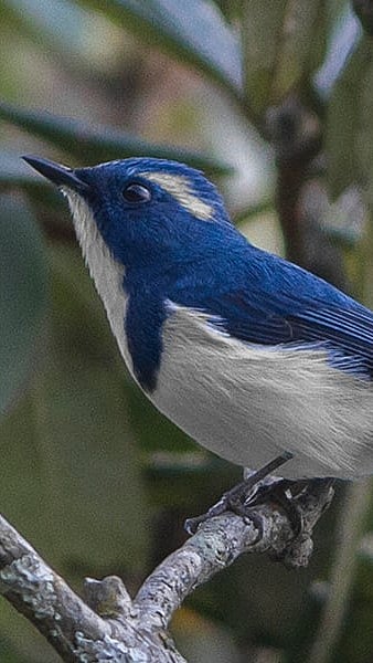Dibyendu Ash : Go birdwatching in Pangot among serene nature