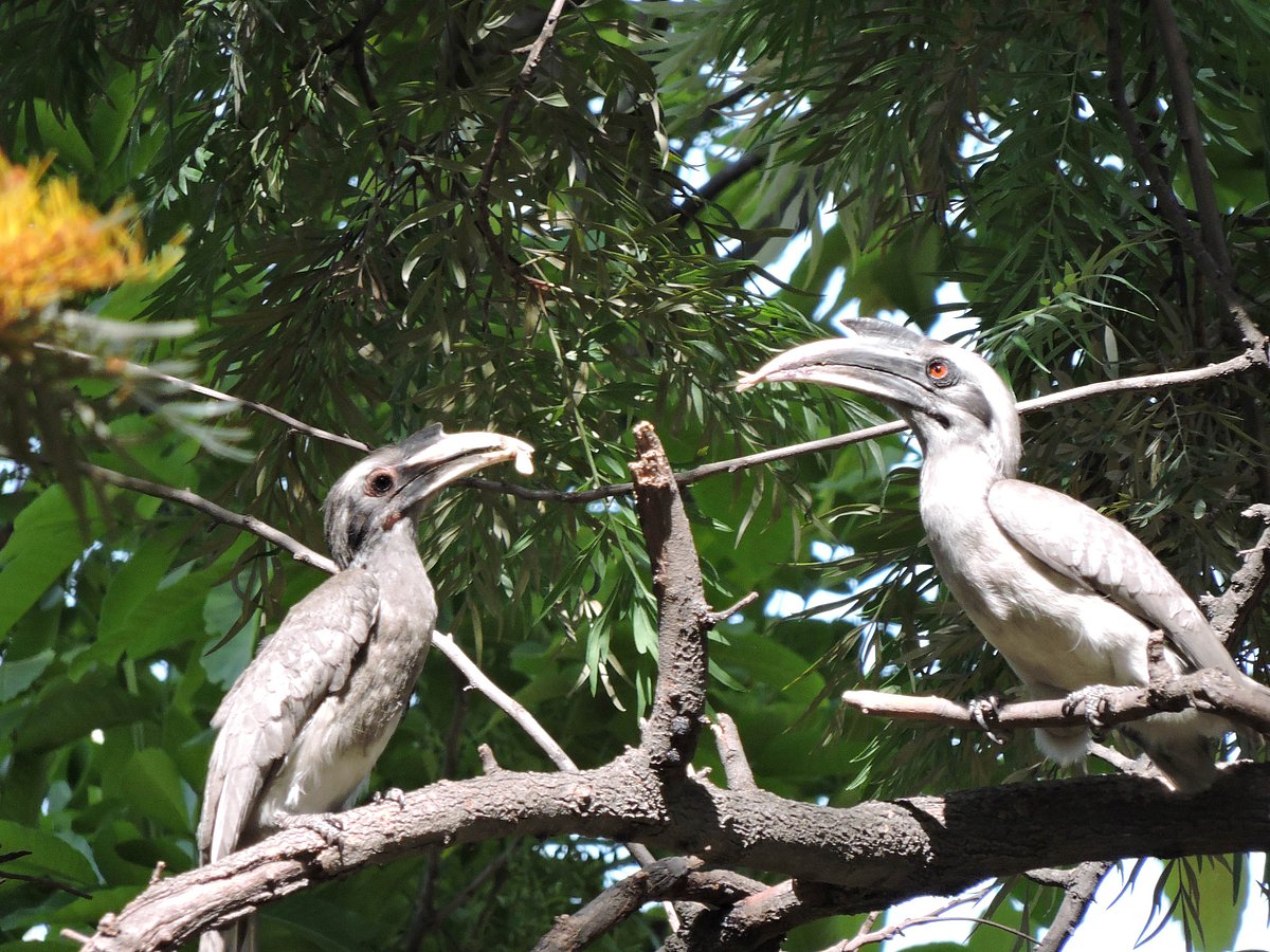 Indian Grey Hornbills in their habitat