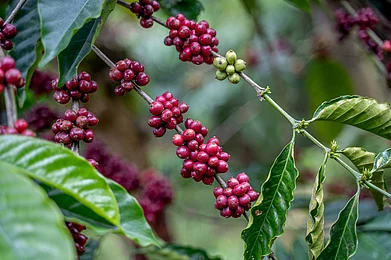 Shutterstock : Ripe coffee cherries ready for harvest at a coffee plantation in Wayanad