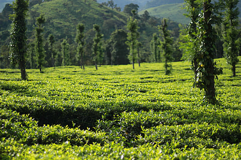 A coffee plantation near Meenmutty in Wayanad, Kerala