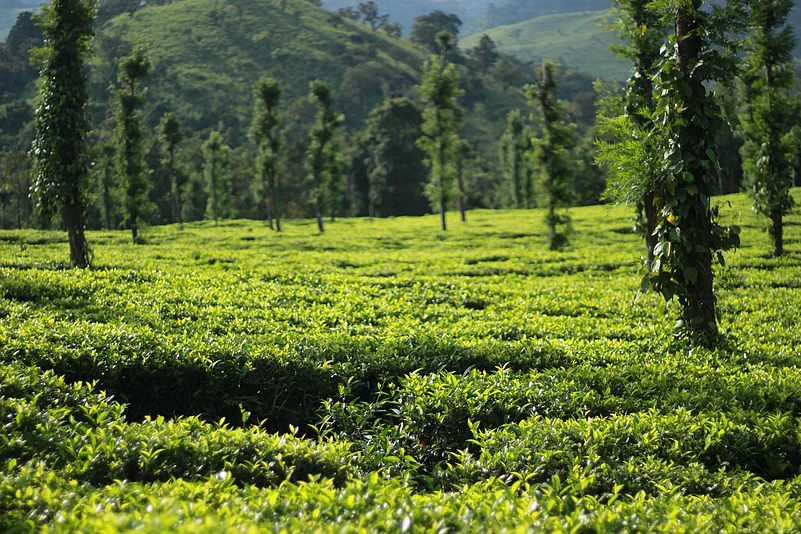 A coffee plantation near Meenmutty in Wayanad, Kerala