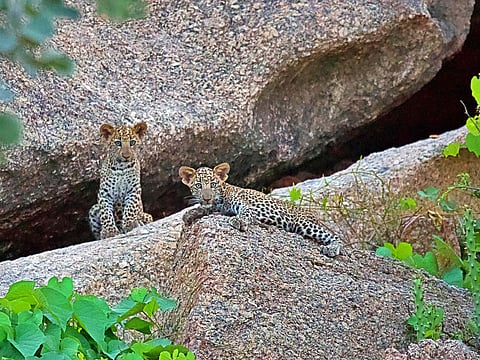 One of the property's key offerings is a private leopard safari