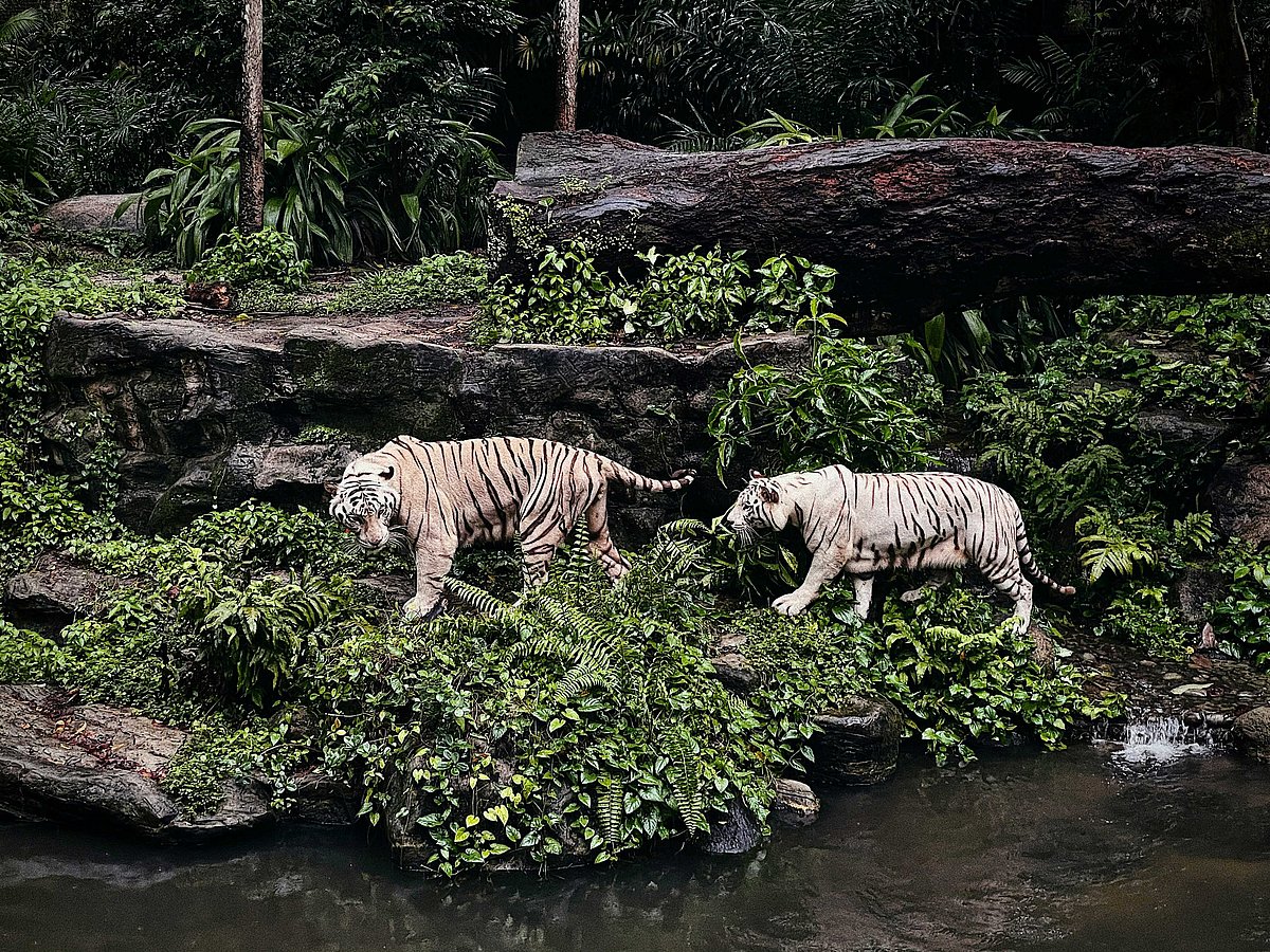 White tigers in Singapore