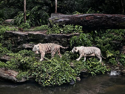 White tigers in Singapore