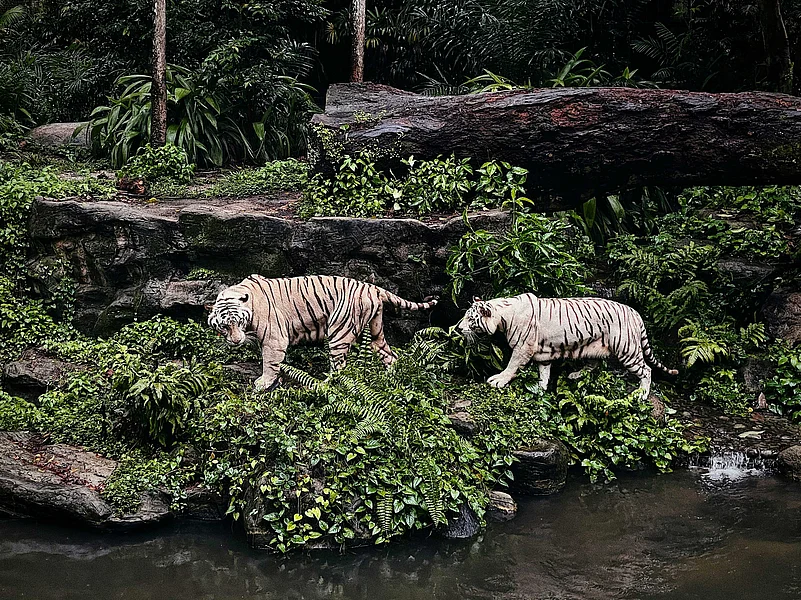 White tigers in Singapore