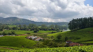 Tripadvisor : Meghamalai is monsoon at its greenest