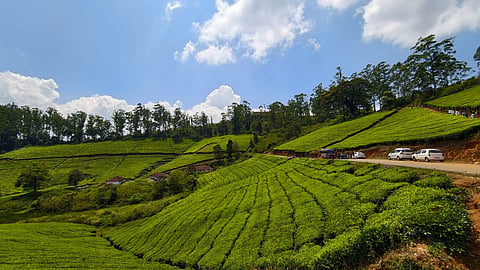 Tea, trails and timeless mountain views