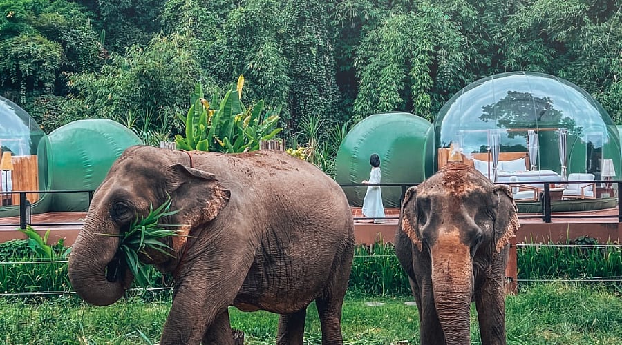 Instagram: @anantara_goldentriangle : The transparent Jungle Bubble Lodge at Anantara Golden Triangle offers front-row views of elephants and the surrounding forest while blending luxury with immersive wildlife experiences.