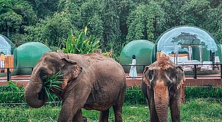 Instagram: @anantara_goldentriangle : The transparent Jungle Bubble Lodge at Anantara Golden Triangle offers front-row views of elephants and the surrounding forest while blending luxury with immersive wildlife experiences.