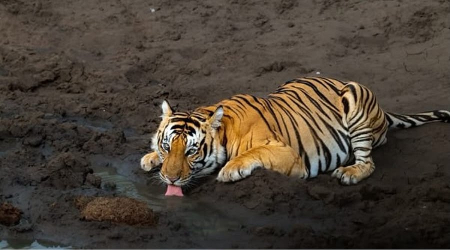Instagram: @evolvebackkabini : Forest safaris that offer a glimpse of the famed Royal Bengal Tiger