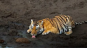 Instagram: @evolvebackkabini : Forest safaris that offer a glimpse of the famed Royal Bengal Tiger