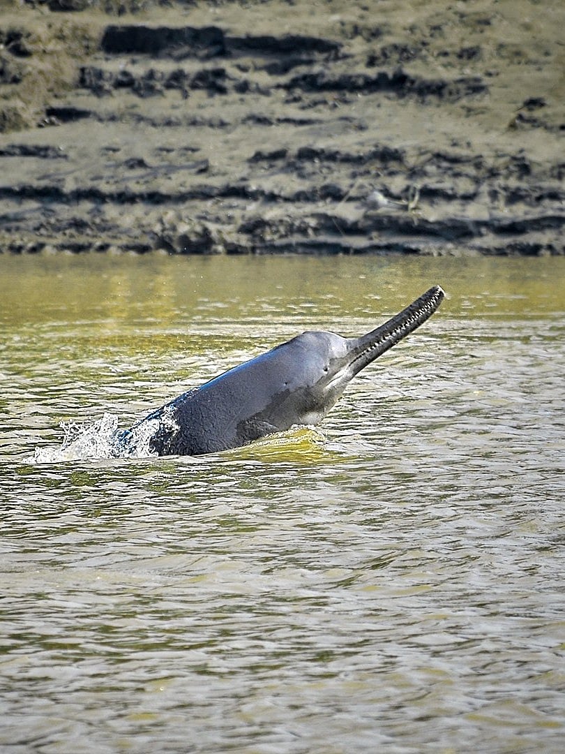KUKIL GOGOI/Wikimedia Commons : The Gangetic dolphin is an endangered species