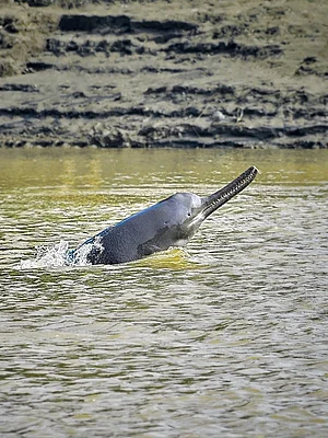 KUKIL GOGOI/Wikimedia Commons : The Gangetic dolphin is an endangered species