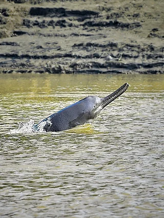 KUKIL GOGOI/Wikimedia Commons : The Gangetic dolphin is an endangered species