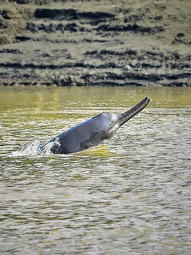 KUKIL GOGOI/Wikimedia Commons : The Gangetic dolphin is an endangered species