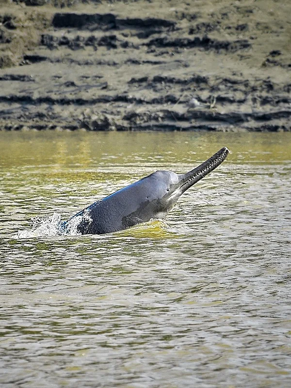 KUKIL GOGOI/Wikimedia Commons : The Gangetic dolphin is an endangered species