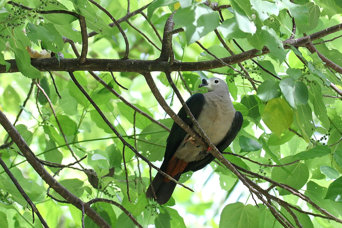 The tiny island of Atiu is home to many indigenous species of birds