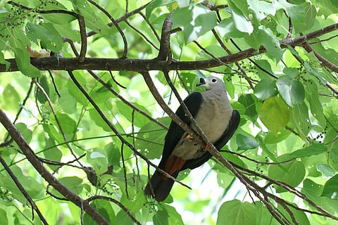 The tiny island of Atiu is home to many indigenous species of birds