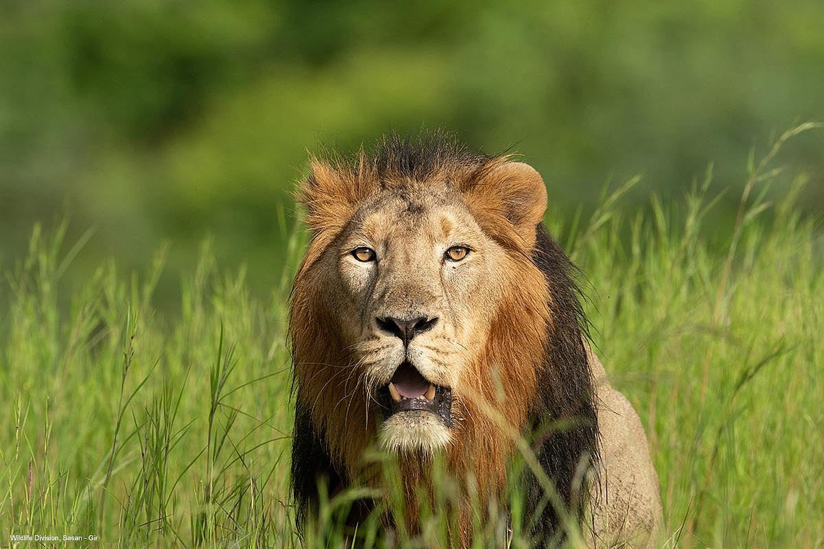 How To Plan Indias Only Big Cat Safari Circuit