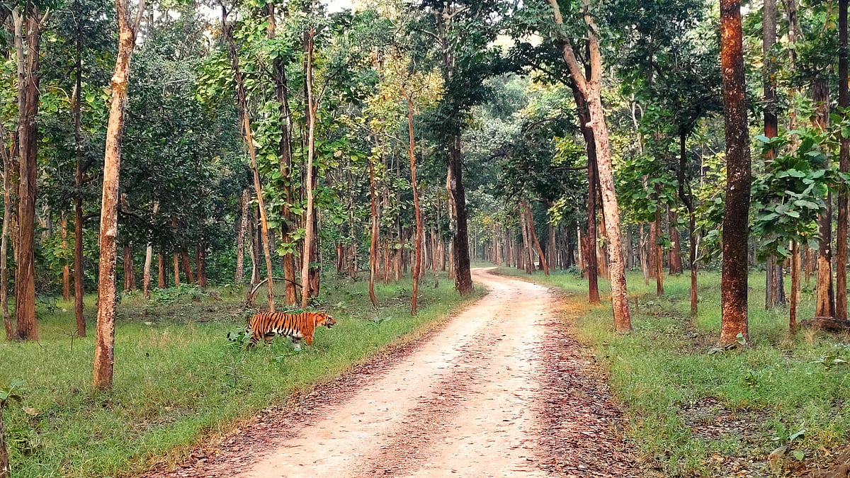 The Kalapahad tigress at Pench National Park